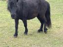 Shetlandi pónik