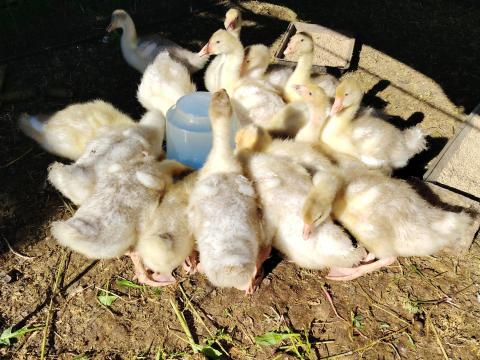 Előnevelt Fehér Liba 4.5 Hetes Eladó Debrecenben Előnevelt Fehér Liba 4.5 Hetes Eladó Debrecenben