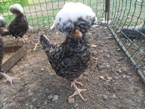 Fiatal holland bóbitás növendékek