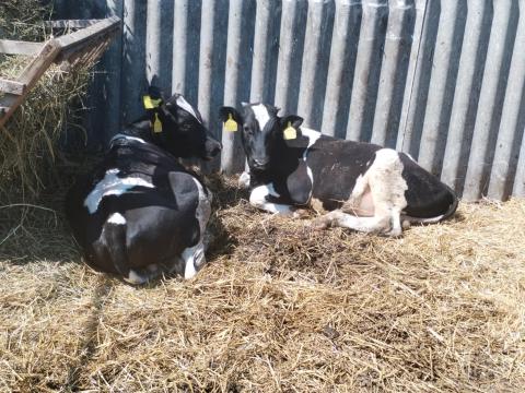 HF fríz bika HF fríz bika