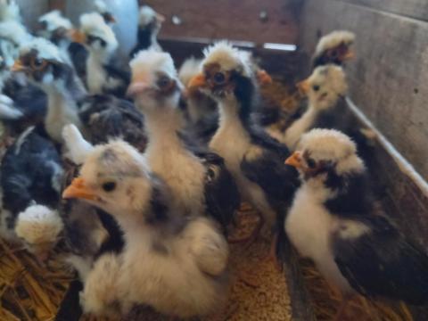 Holland és páduai bóbitás csirkék