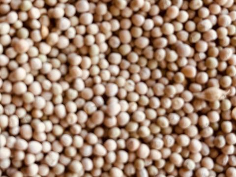 Borsó, takarmány borsó Borsó, takarmány borsó