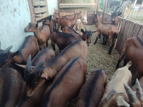 Eladó ürü kecskegidák Eladó ürü kecskegidák