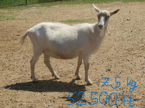 Eladó nőstény kecskék Eladó nőstény kecskék