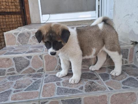 Amerikai akiták Amerikai akiták