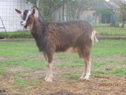 Eladó ürü,  nagyobb súlyú kecskék