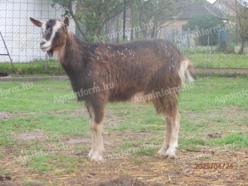 Eladó ürü,  nagyobb súlyú kecskék