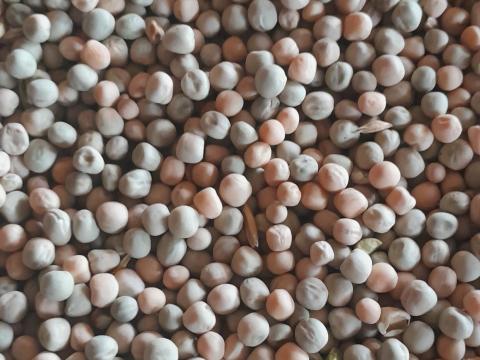 Eladó takarmányborsó Eladó takarmányborsó