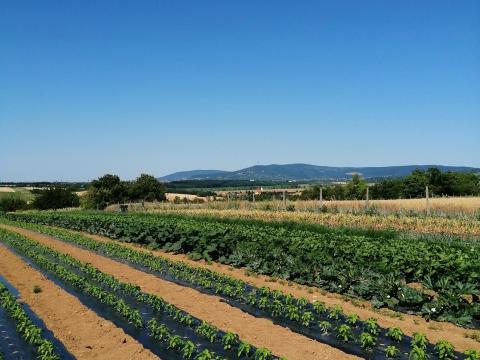 Pécs mellett panorámás földterület eladó Pécs mellett panorámás földterület eladó