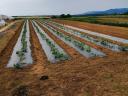 Pécs mellett panorámás földterület eladó