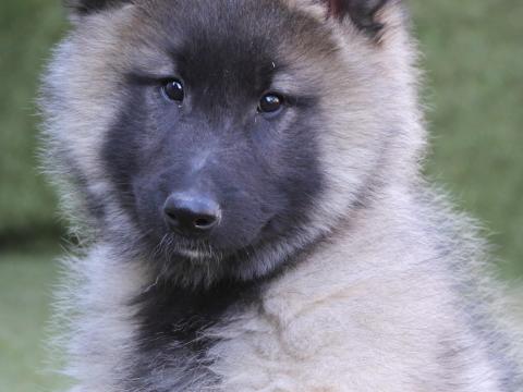 Belga juhász Tervueren kiskutyák, külföldi fedezésből, 30 éves kennelből elvihetők Belga juhász Tervueren kiskutyák, külföldi fedezésből, 30 éves kennelből elvihetők