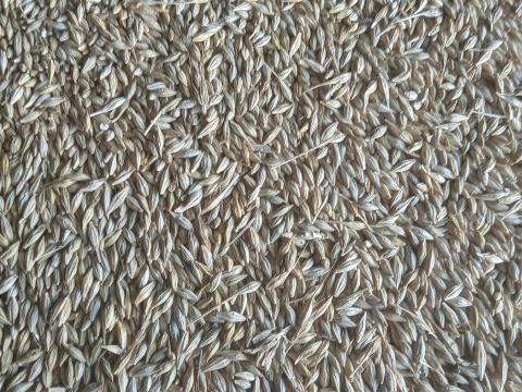 Frissen aratott árpa eladó Bokodon Frissen aratott árpa eladó Bokodon