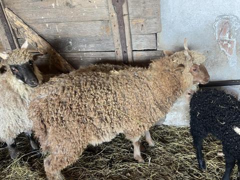 Racka bárány Racka bárány