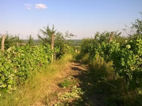 Sárospatak - Tehéntánc dűlő, zártkert Sárospatak - Tehéntánc dűlő, zártkert