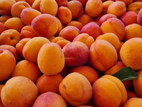 Finom sárgabarack, kajszi eladó Finom sárgabarack, kajszi eladó