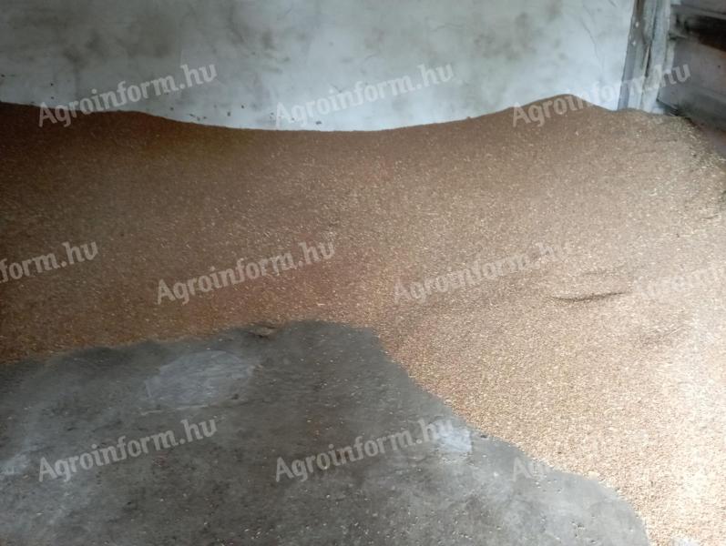 Őszi búza eladó – kombájnnal tisztított, száraz állapotban