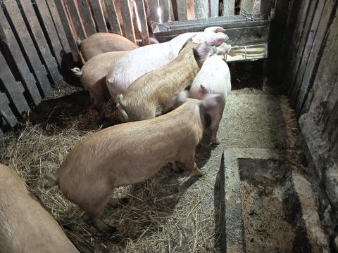 Nagy süldő eladó Nagy süldő eladó