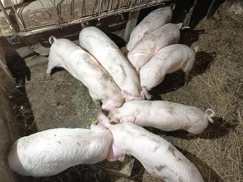 Kis süldő eladó Kis süldő eladó