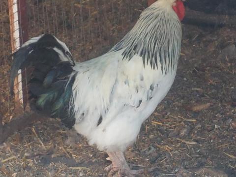 Csirke, kacsa, gyöngyös, liba, pulyka eladó Csirke, kacsa, gyöngyös, liba, pulyka eladó