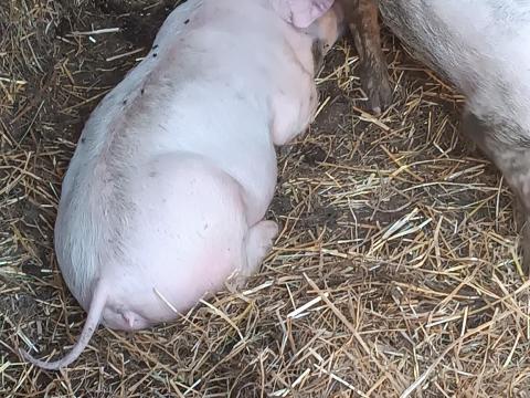 Választási malacok Választási malacok