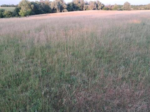 Kaszáló, rét, széna, kaszálék Kaszáló, rét, széna, kaszálék