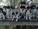 Border collie – német vizsla keverék kiskutyák