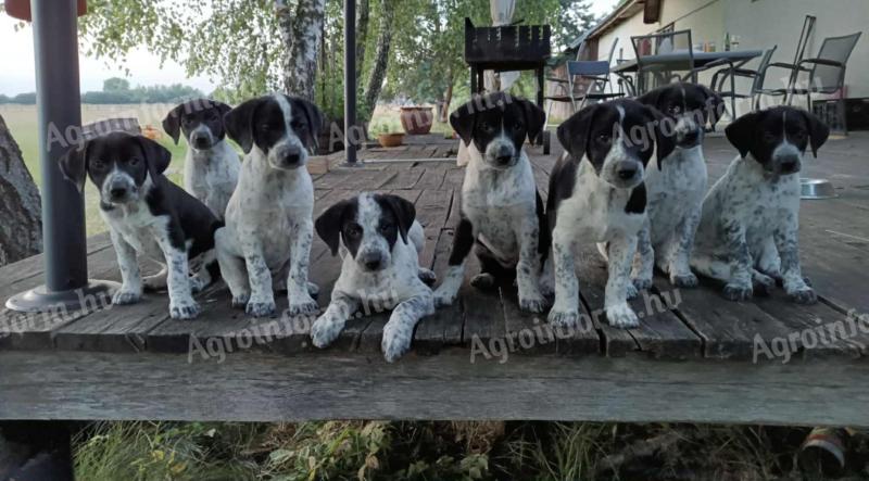 Border collie – német vizsla keverék kiskutyák