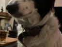 Border collie – német vizsla keverék kiskutyák