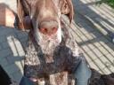 Border collie – német vizsla keverék kiskutyák