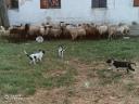 Border collie – német vizsla keverék kiskutyák