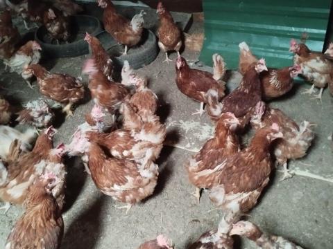 Kitojt tyúkok eladók