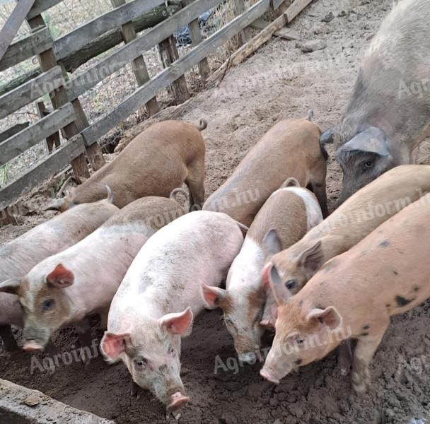 Választási malacok eladók duroc kantól