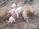 Választási malacok eladók duroc kantól