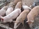 Választási malacok eladók duroc kantól