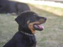 Beauceron kölykök (Berger de Beauce)