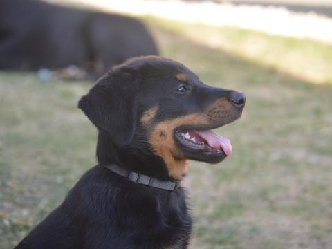 Beauceron kölykök (Berger de Beauce) Beauceron kölykök (Berger de Beauce)