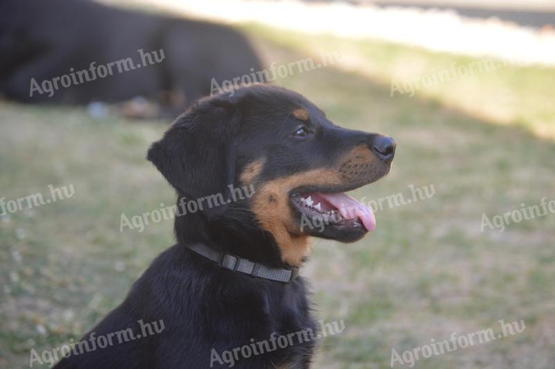Beauceron kölykök (Berger de Beauce)