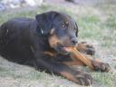 Beauceron kölykök (Berger de Beauce)
