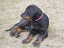 Beauceron kölykök (Berger de Beauce)