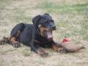 Beauceron kölykök (Berger de Beauce)