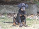Beauceron kölykök (Berger de Beauce)
