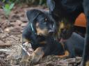 Beauceron kölykök (Berger de Beauce)