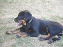 Beauceron kölykök (Berger de Beauce)