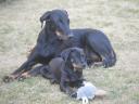 Beauceron kölykök (Berger de Beauce)