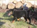 Beauceron kölykök (Berger de Beauce)