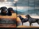 Beauceron kölykök (Berger de Beauce)