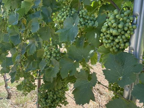 Eladó Irsai Olivér szőlő Eladó Irsai Olivér szőlő