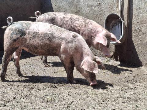 Eladó 8 db malac Eladó 8 db malac