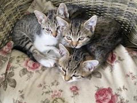 Cicák elvihetők Cicák elvihetők