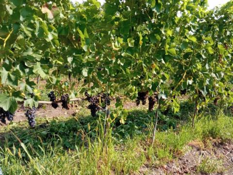 Eladó Furmint,  Kékfrankos,  Merlot,  Cabernet és Syrah szőlő Eger kiváló dűlőiből Eladó Furmint,  Kékfrankos,  Merlot,  Cabernet és Syrah szőlő Eger kiváló dűlőiből